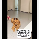 Mission Impawsible