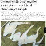 Kiedy odstrzał myśliwych?