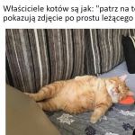 Koty