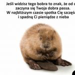 Bober szczęścia