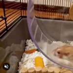 Widziałeś kiedyś chomika biegającego w zwolnionym tempie?