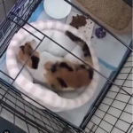 Uratowany kot po raz pierwszy śpi w wygodnym łóżku