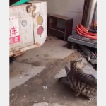 Walka gigant&oacute;w