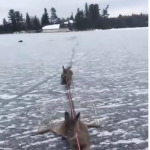 Facet ratuje całą rodzinę jeleni uwięzioną na zamarzniętym jeziorze