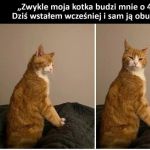 B&oacute;j się boga, budzić tak wcześnie kotka