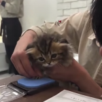 Kotek odmawia podpisania dokumentu adopcyjnego