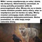 Międzygatunkowa wsp&oacute;łpraca