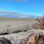 Banda wombat&oacute;w