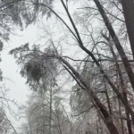 Spacery po lesie to samo zdrowie