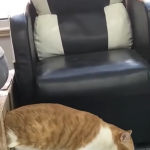 Moje duchowe zwierzę