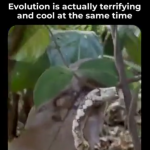 Ogon tej gąsienicy wygląda dokładnie jak głowa węża. Ewolucja jest szalona.