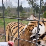 Delektując się każdym kęsem...