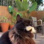 Theodore Roosevelt wśr&oacute;d kot&oacute;w