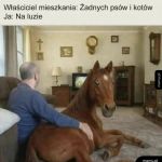 Żadnych ps&oacute;w i kot&oacute;w