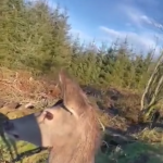 Odblokowano nowego zwierzaka!