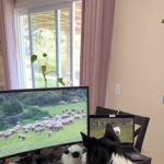 Border collie pracuje w domu