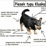 Piesek typu kluska