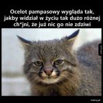 M&oacute;j spirit animal