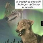 Dwa wilki