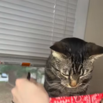 R&oacute;żne wcielania Mruczka