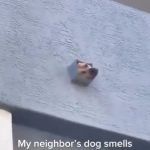 "Cześć sąsiedzie, potrzebujesz towarzystwa?"