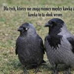 Kawka