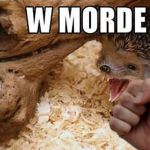 W morde jeża