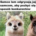 Ciekawostka