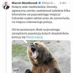 Tak było, dziki Grizzly