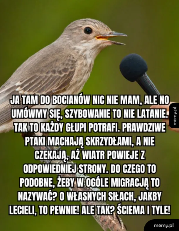 Mały ptak na gałęzi wygląda, jakby udzielał wywiadu do mikrofonu.