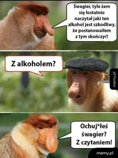 Mem z nosaczami sundajskimi rozmawiającymi o piciu alkoholu i czytaniu.
