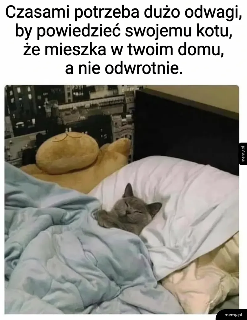 Kot śpiący pod kołdrą na poduszce w ludzkim łóżku