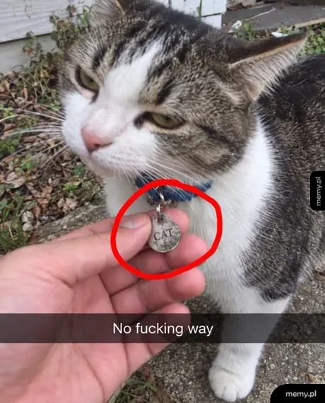 Kot z obrożą i zawieszką z napisem CAT