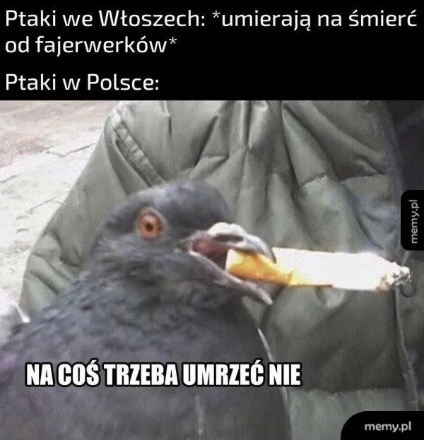 Gołąb palący papierosa z podpisem o umieraniu