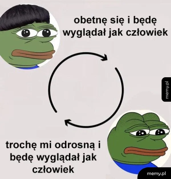 Mem z żabą Pepe przedstawiający błędne koło wizyt u fryzjera.