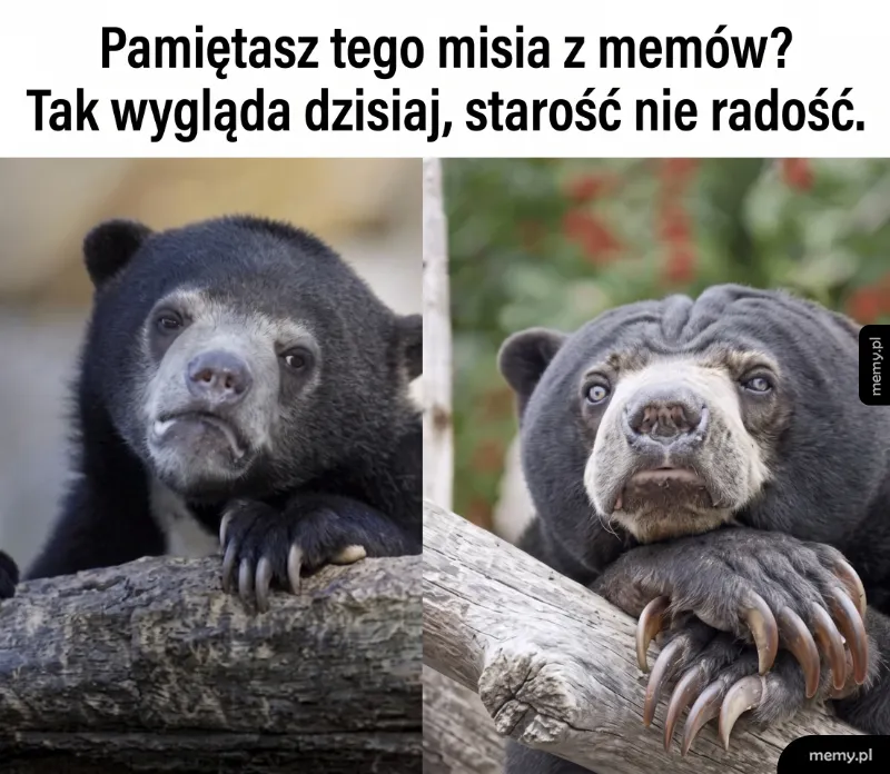 Porównanie dwóch zdjęć tego samego niedźwiedzia malajskiego.