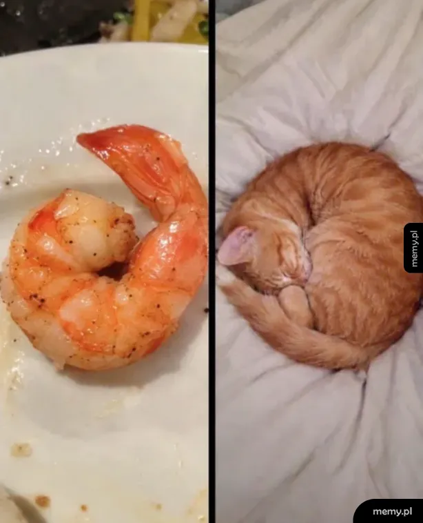 Znajdź trzy różnice 🦐🐈