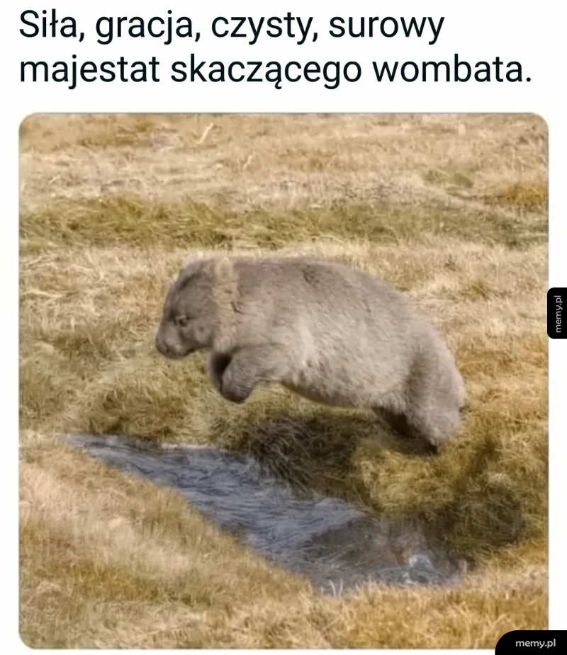 Wombat w locie nad strumieniem