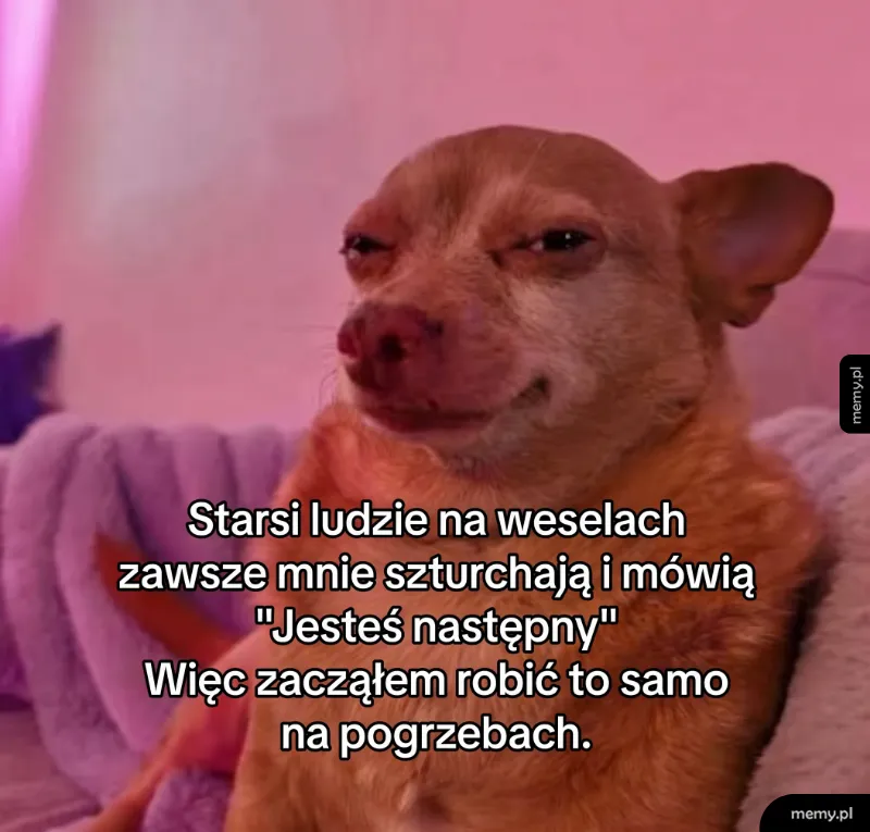 Meme z brązowym psem o podejrzliwym wyrazie pyska