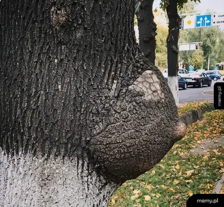 Zrost na pniu drzewa przypominający kobiecą pierś.