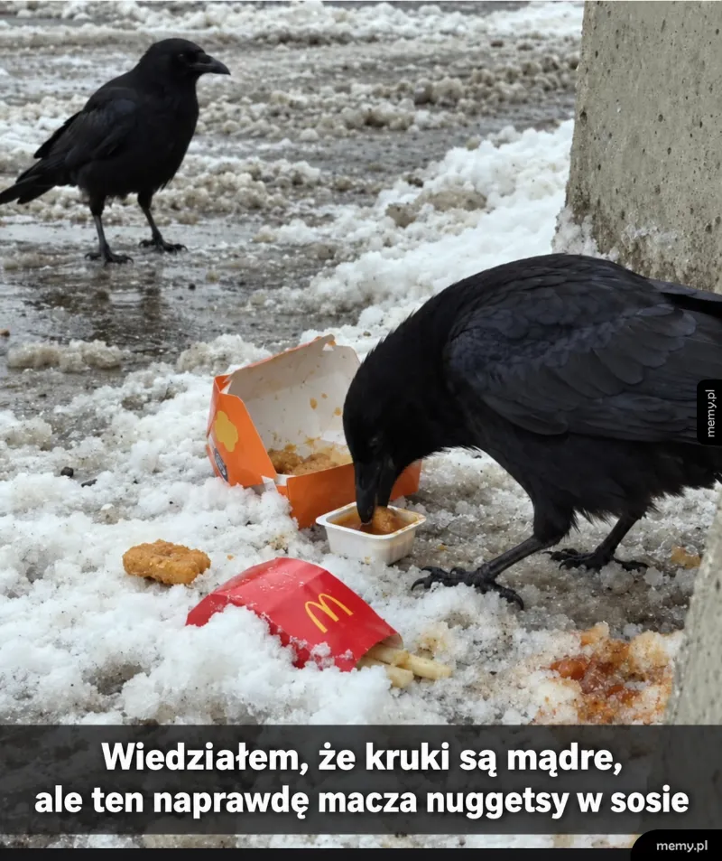 Dwa kruki jedzące fast food na śniegu, jeden macza nuggets w sosie z McDonald's.