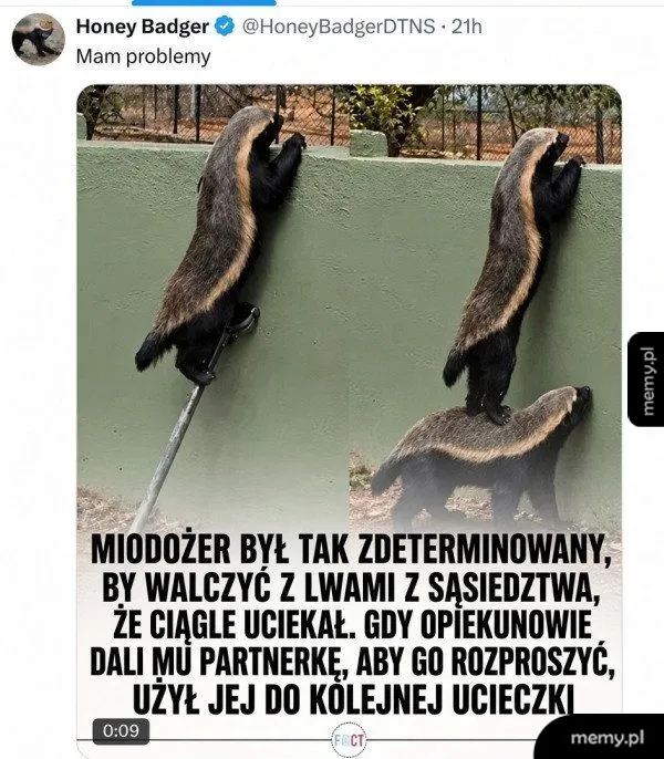 Miodożer uciekający z wybiegu przy pomocy kuli, a potem wspina się na drugiego miodożera.
