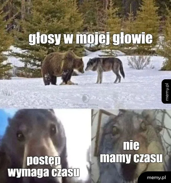 Niedźwiedź i wilk na śniegu oraz zbliżenia na ich głowy