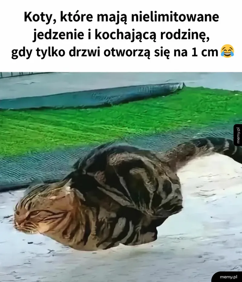 Kot płasko przeciskający się przez wąską szczelinę.