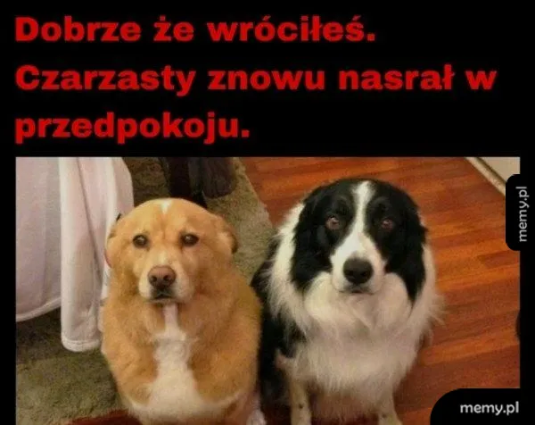 Dwa psy siedzące obok siebie na podłodze z winnymi minami.