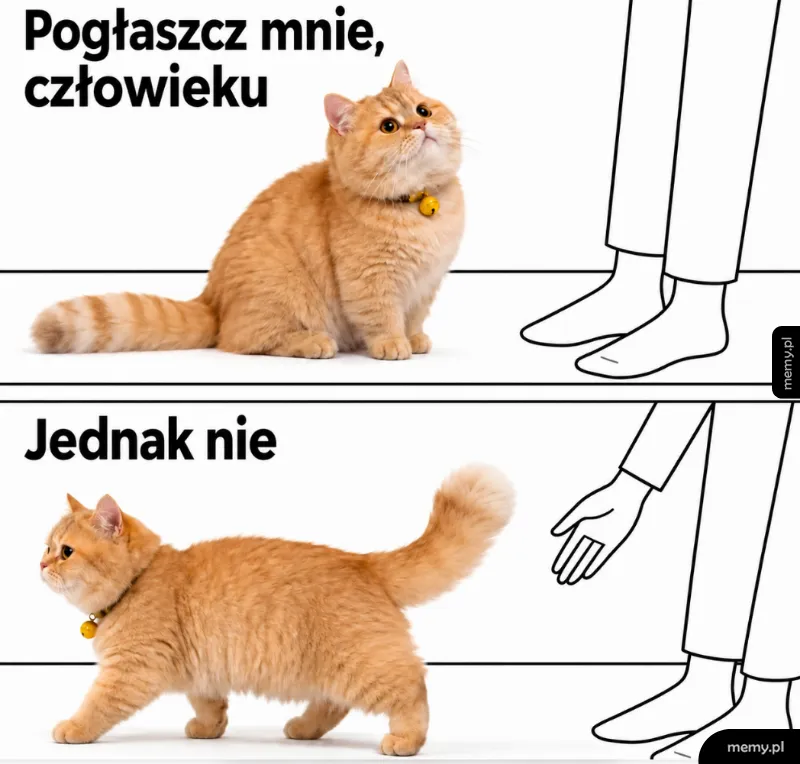 Rudy kot prosi o głaskanie, a gdy człowiek wyciąga rękę, odchodzi.