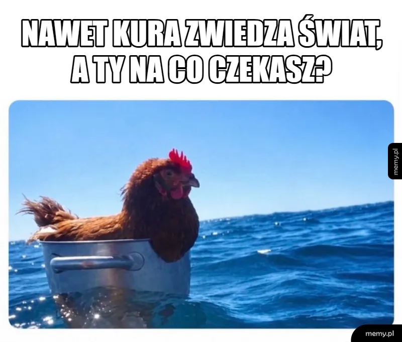 Drób ma bogatsze życie podróżnicze od ciebie 🐔