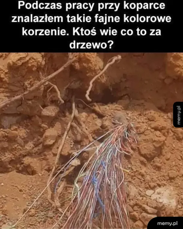 Zdjęcie z wykopu przedstawiające kolorowe kable telefoniczne w ziemi przypominające korzenie.