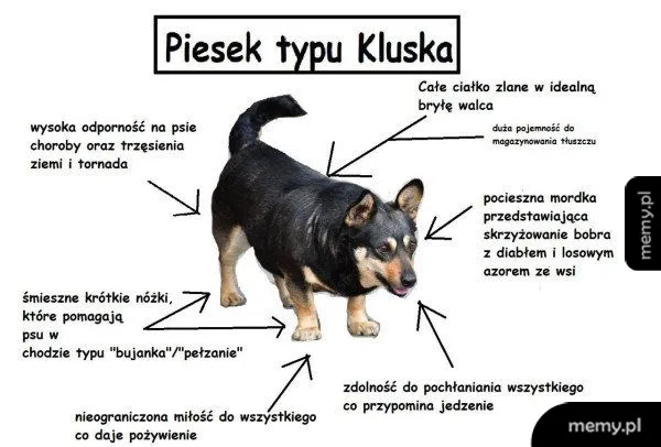 Mem z anatomią psa o nazwie Piesek typu Kluska z opisanymi cechami wyglądu.
