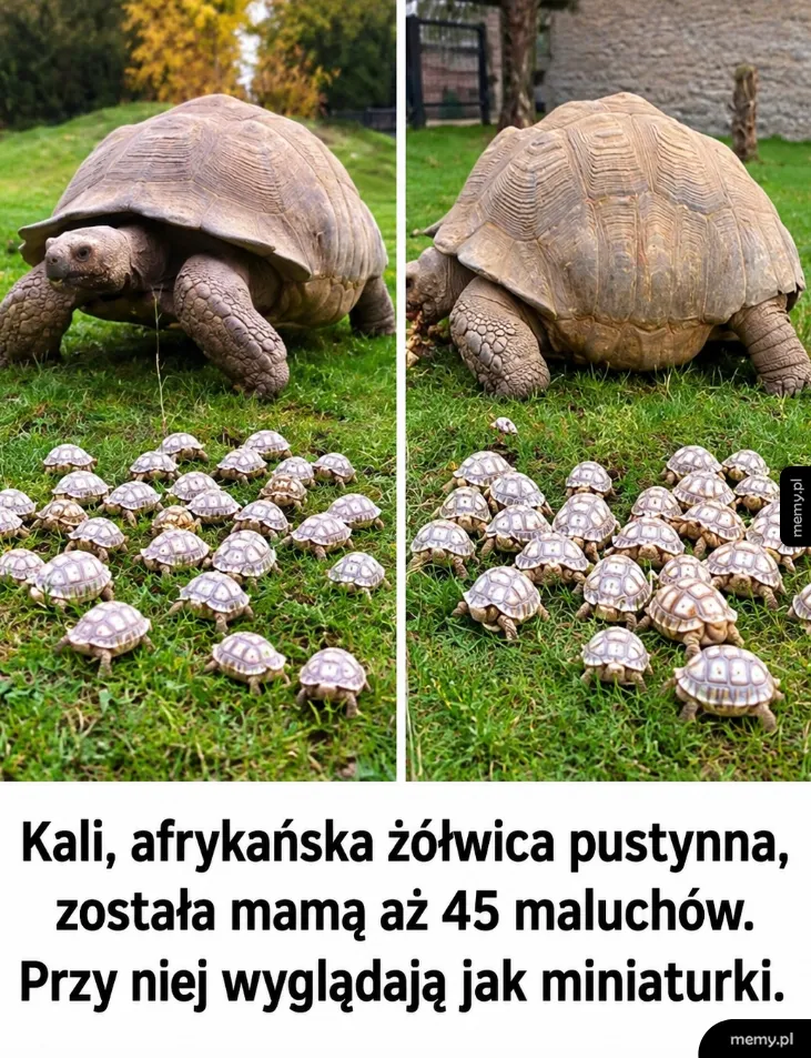 Duża żółwica afrykańska z gromadą małych żółwików